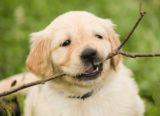 Cute Pooch needs stackable dog food containers