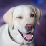 dog happy he has a portable dog crate on wheels