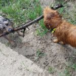 Golden Retriever and Catahoula Leopard Dog playingwith stick