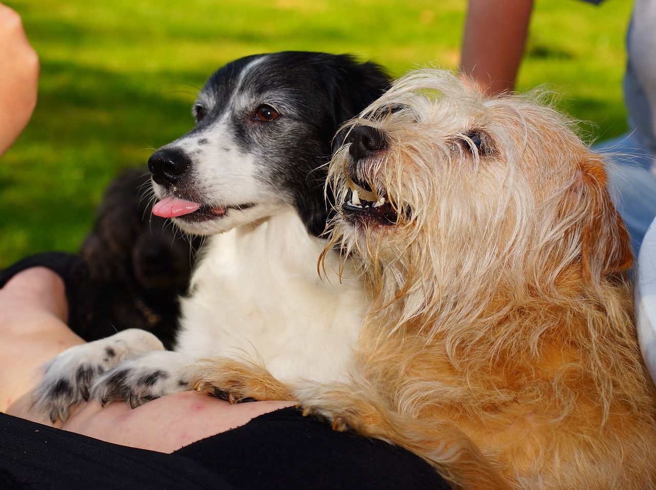 Dogs just Love treats