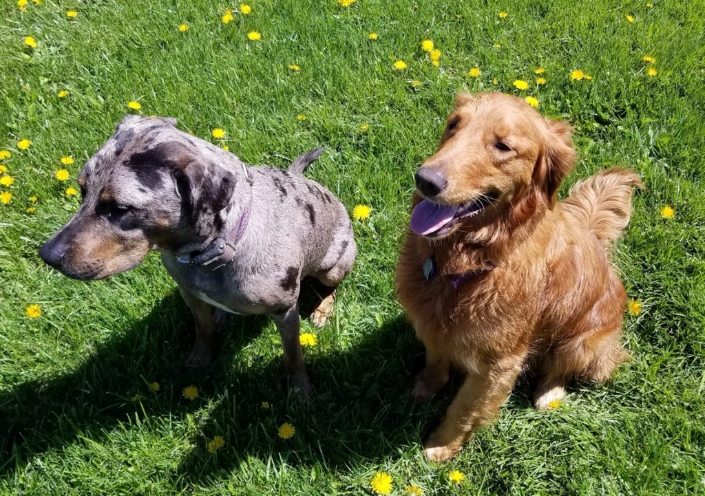 Nola the Golden Retriever and Jupiter a Catahoula Leopard Dog