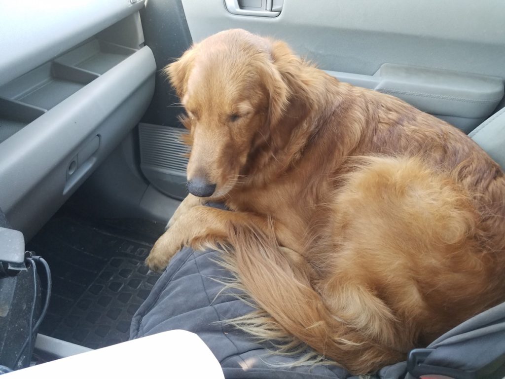 Nola the Golden Retriever sitting on her car seat cover