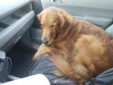 Car Seat Protection for Dogs