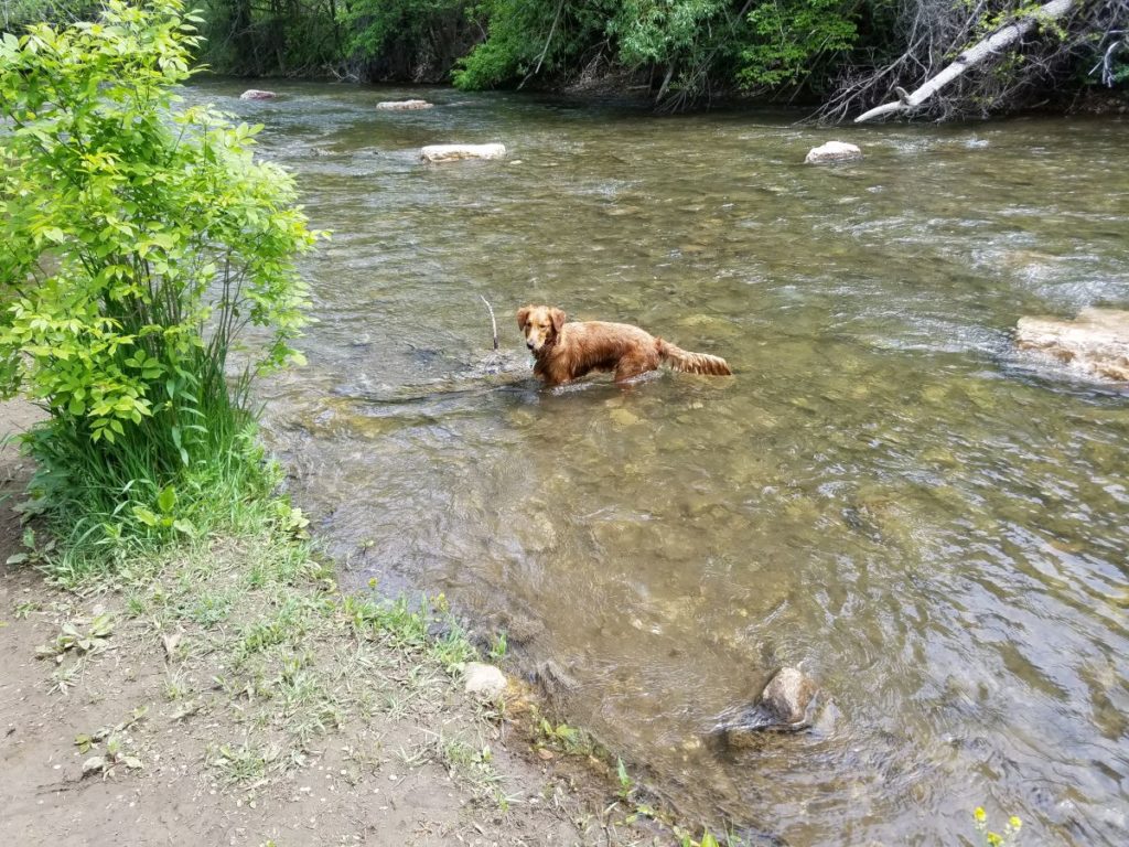 Nola Enjoying a swim at a Rapid City dog park