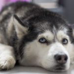 Siberian Husky best dog travel bag organizer