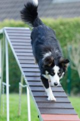 Dog Training agility course