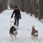 Best beginners dog sled puppy training