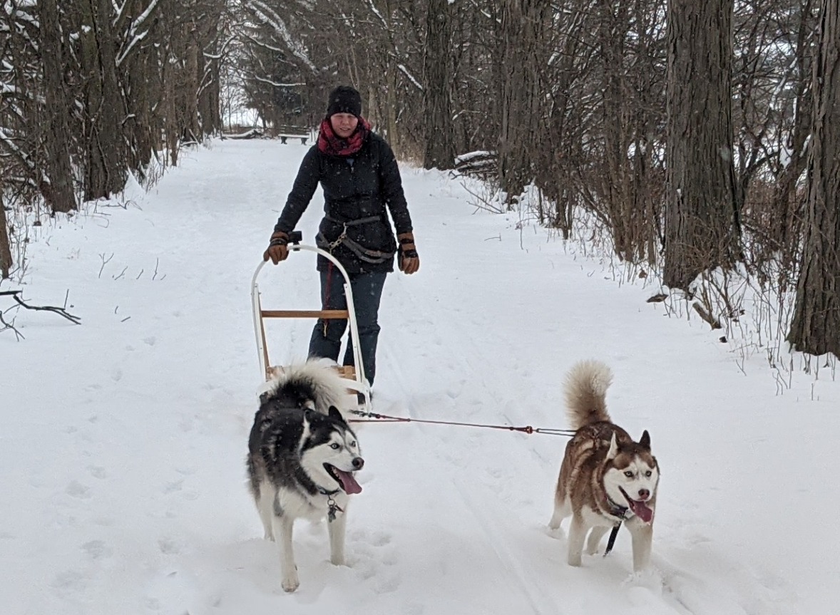 Best beginners dog sled puppy training