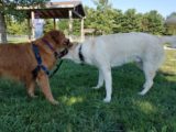 Dog park action with Nola and Hobbes