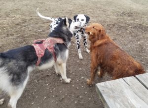 Nola playing with her pals socialization if important for dog training