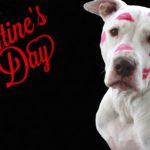 Valentines day gifts for dog lovers