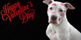 Valentines day gifts for dog lovers