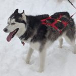 Best dog sled harness