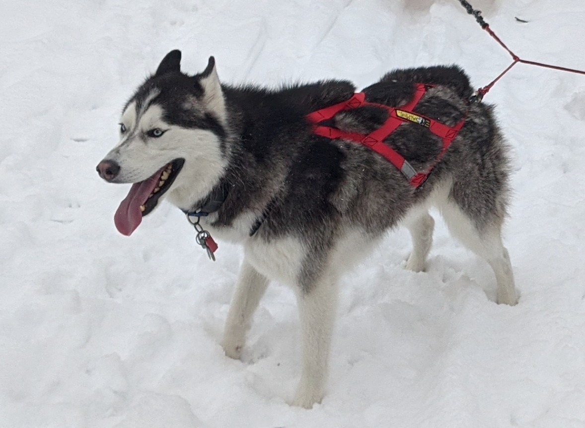 Best dog sled harness