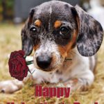 Happy Valentines Day gifts for dog lover women for Valentine's Day