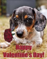 Happy Valentines Day gifts for dog lover women for Valentine's Day