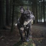 best dog breeds including the French bulldog