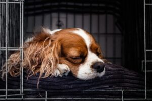 crate training your puppy