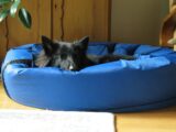 Chew Resistant Dog Bed