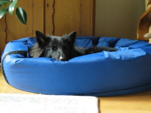 best Chew Resistant Dog Beds