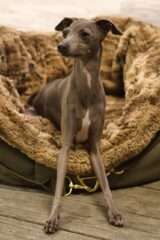 Dog Beds for Large Breeds