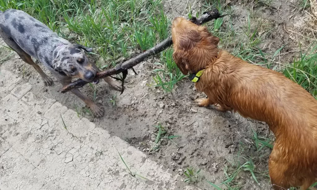 Catahoula and Golden with stick