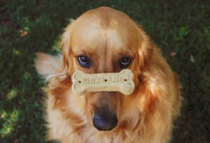 Dog biscuit treat 5 Common Dog Training Mistakes