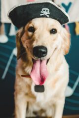 Golden Retriever Celebrating Halloween