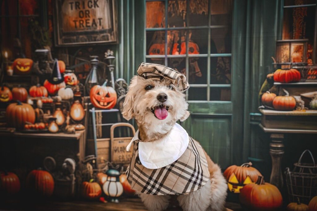 Scottie in a Scottish Halloween costume