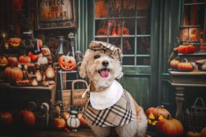 Dog Celebrating Halloween