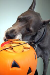 dog with treats