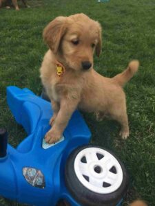 Golden Retriever puppy playing Dog training tips revealed