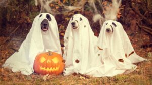 Canine Pumpkin Carving with dogs in disguise