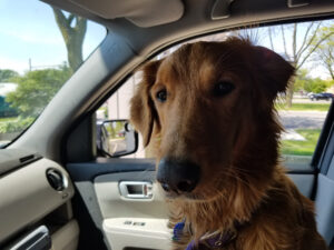 Golden Retriever Nola in the car