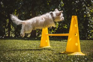Dog training jumping bar