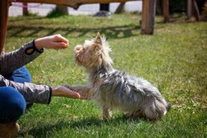 Puppy training basic commands