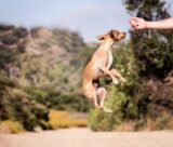 5 Common Dog Training Mistakes