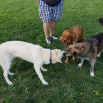 Develop Your Puppy's Socialization Skills!