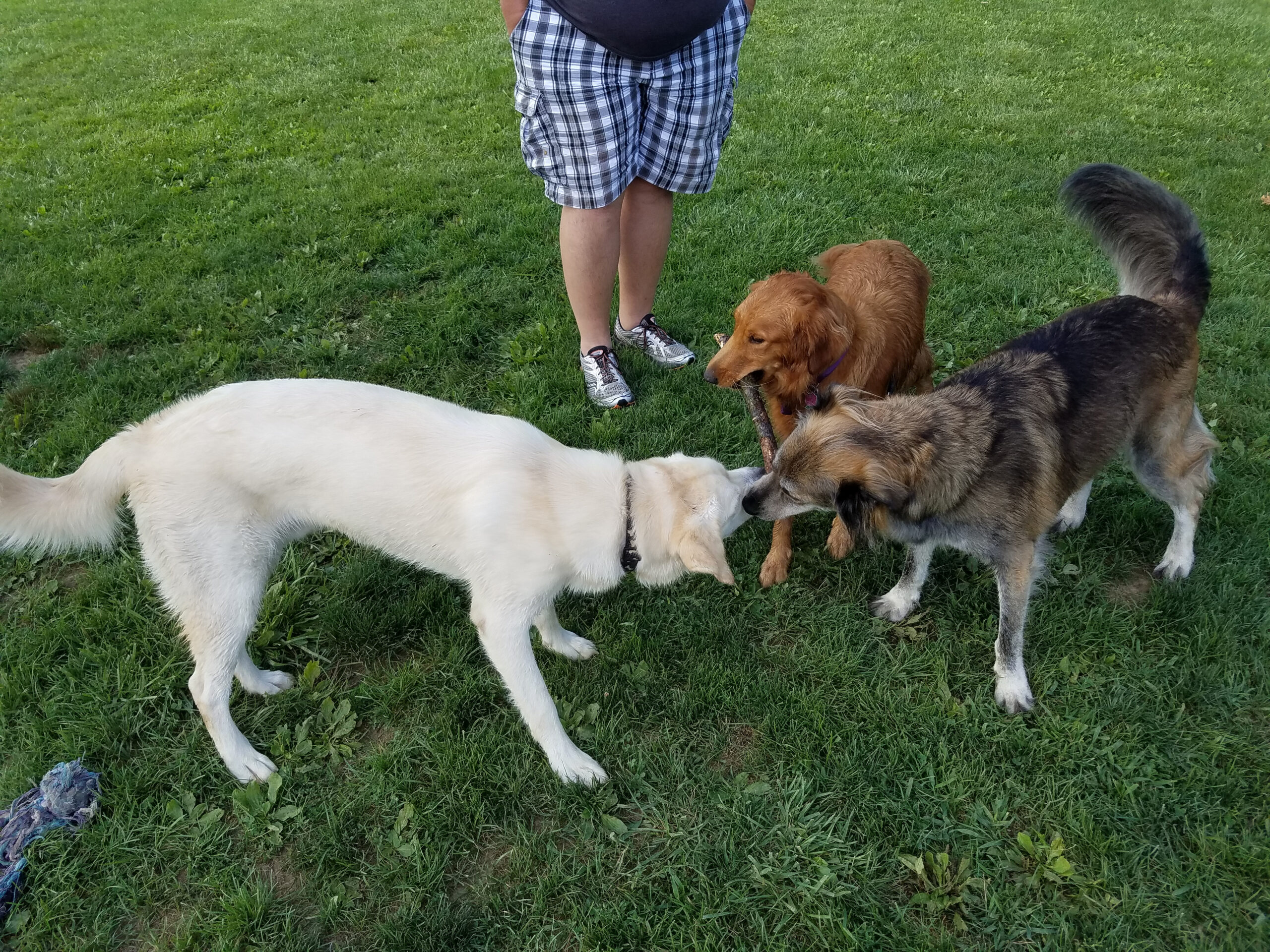 Develop Your Puppy's Socialization Skills!