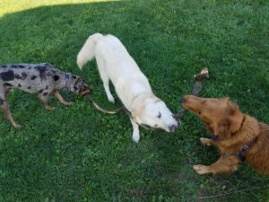Develop Your Puppy's Socialization Skills