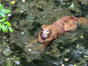 an older dog washing from swimming in stinky water