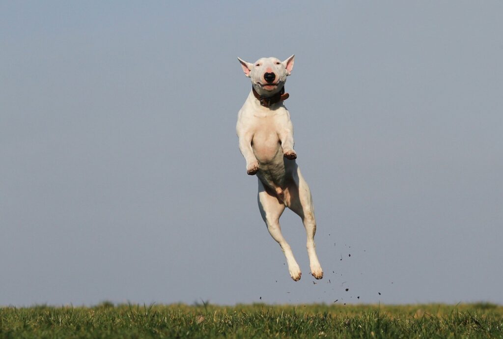 Dog in high jump. Dog training tips revealed