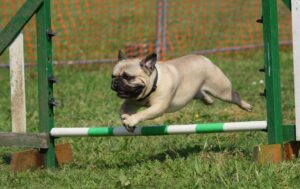 Pug jumping over bar dog training