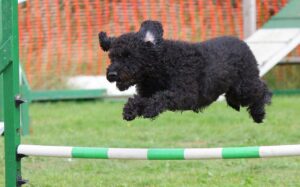 Terrier jumping over bar dog training