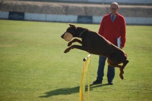 dog jumping over bar dog training