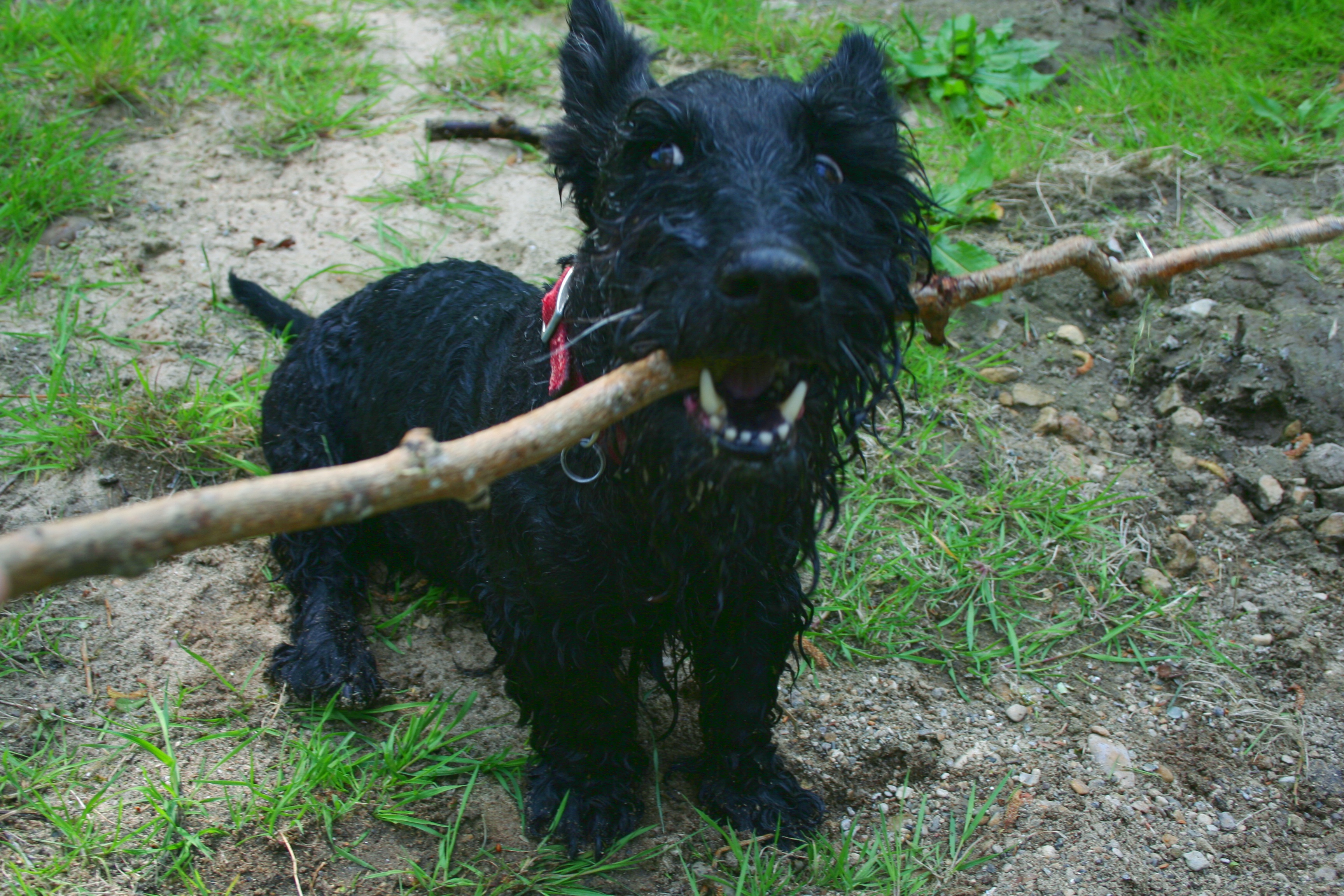Scottie Terrier